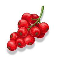 Rote Johannisbeeren