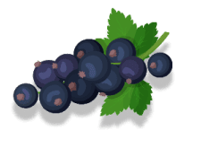 Schwarze Johannisbeeren