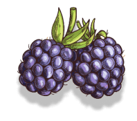 Brombeeren